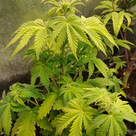 Royal Bluematic growlog timeline photo