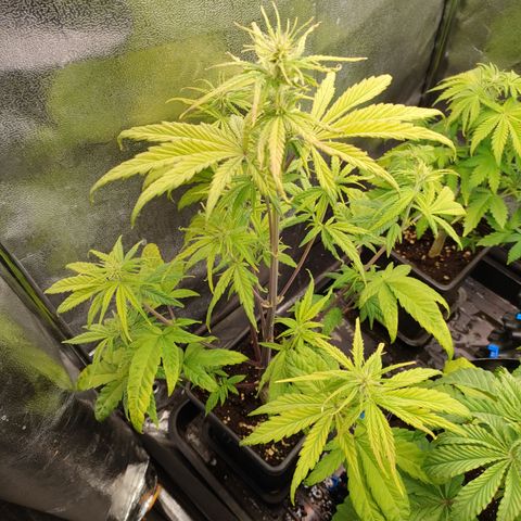 Royal Bluematic growlog timeline photo