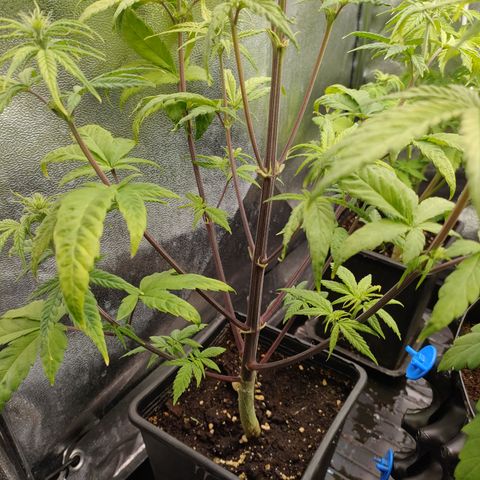 Royal Bluematic growlog timeline photo