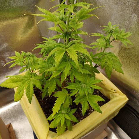 Royal Bluematic growlog timeline photo