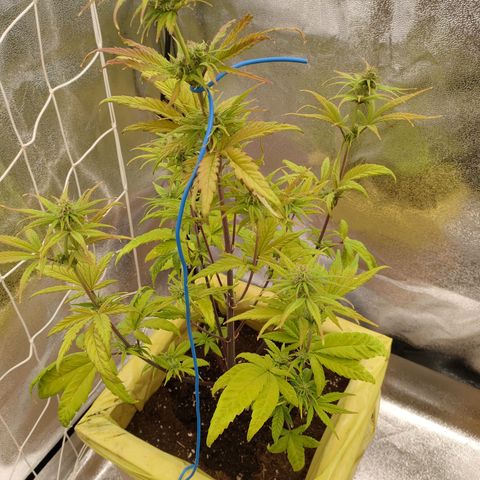 Royal Bluematic growlog timeline photo