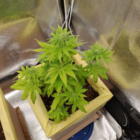 Royal Bluematic growlog timeline photo