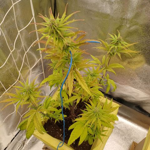 Royal Bluematic growlog timeline photo