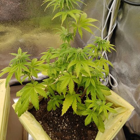 Royal Bluematic growlog timeline photo