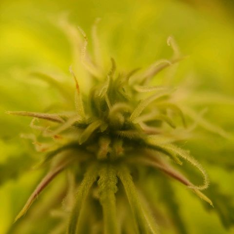 Royal Bluematic growlog timeline photo