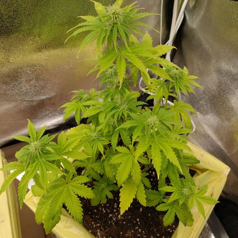 Royal Bluematic growlog timeline photo