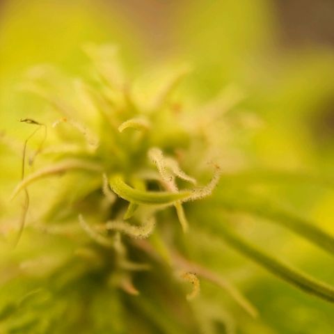 Royal Bluematic growlog timeline photo