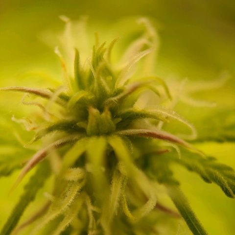 Royal Bluematic growlog timeline photo