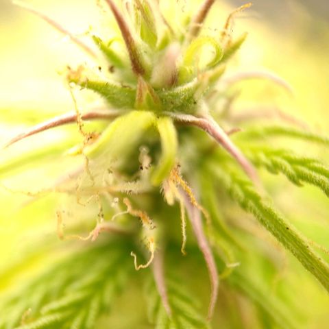 Royal Bluematic growlog timeline photo
