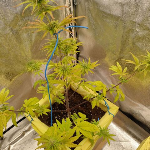 Royal Bluematic growlog timeline photo