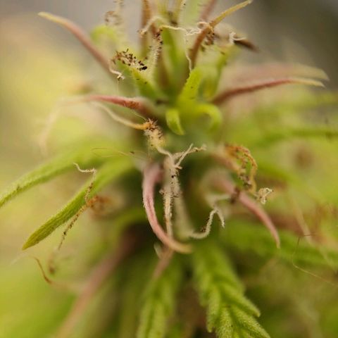Royal Bluematic growlog timeline photo