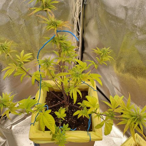 Royal Bluematic growlog timeline photo