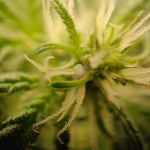 Royal Bluematic growlog timeline photo