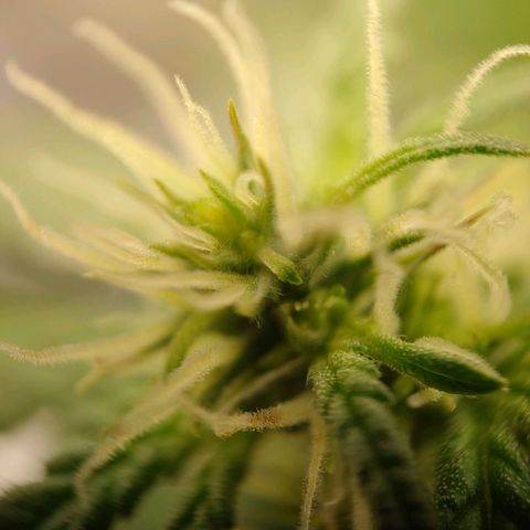 Royal Bluematic growlog timeline photo