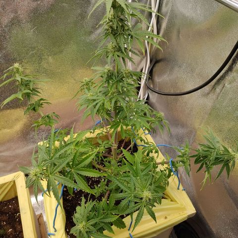 Royal Bluematic growlog timeline photo