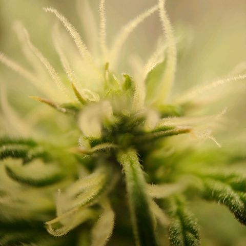 Royal Bluematic growlog timeline photo