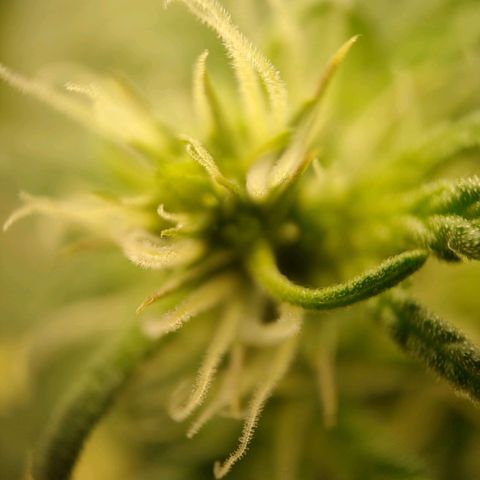 Royal Bluematic growlog timeline photo