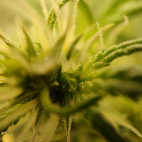 Royal Bluematic growlog timeline photo