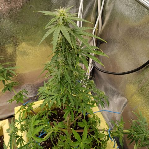 Royal Bluematic growlog timeline photo