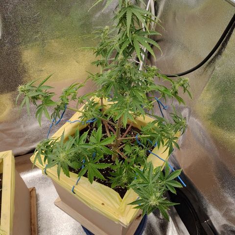 Royal Bluematic growlog timeline photo