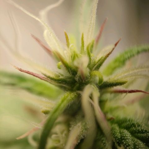 Royal Bluematic growlog timeline photo
