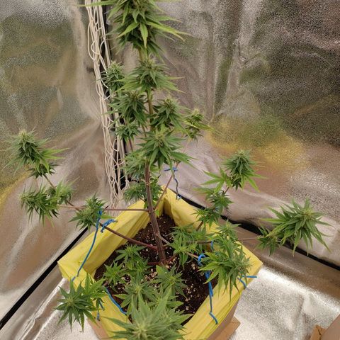 Royal Bluematic growlog timeline photo