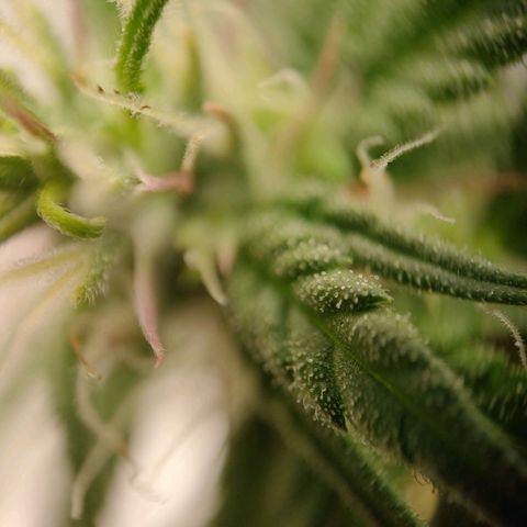 Royal Bluematic growlog timeline photo