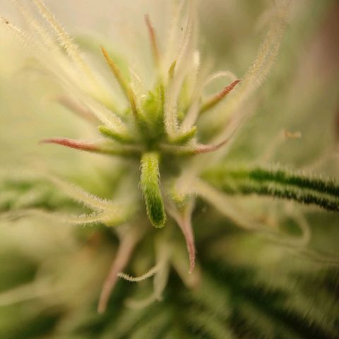 Royal Bluematic growlog timeline photo