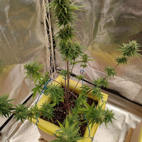 Royal Bluematic growlog timeline photo