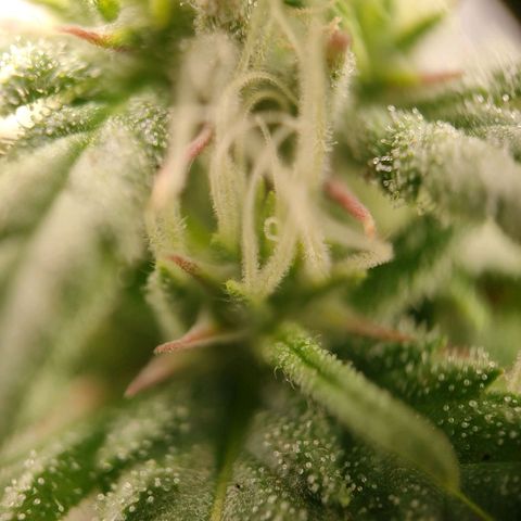 Royal Bluematic growlog timeline photo