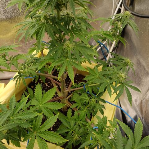Royal Bluematic growlog timeline photo