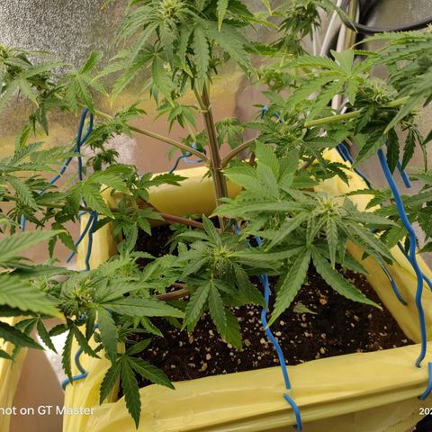 Royal Bluematic growlog timeline photo