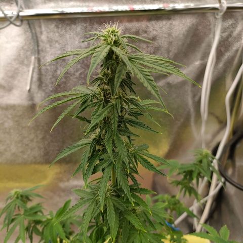Royal Bluematic growlog timeline photo