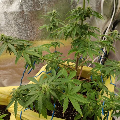 Royal Bluematic growlog timeline photo
