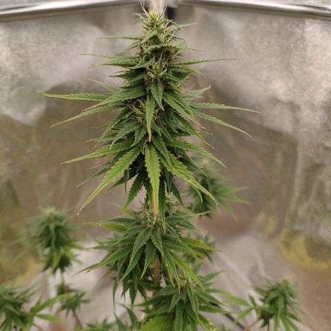 Royal Bluematic growlog timeline photo