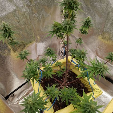 Royal Bluematic growlog timeline photo