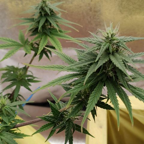 Royal Bluematic growlog timeline photo