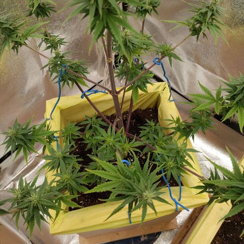 Royal Bluematic growlog timeline photo