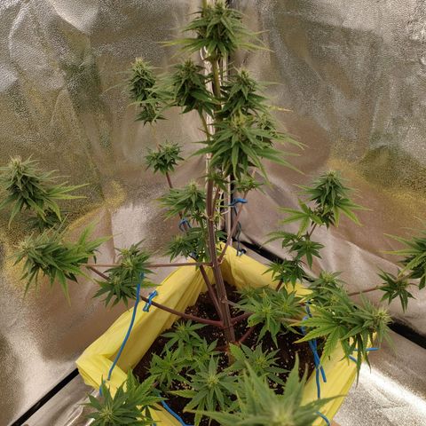 Royal Bluematic growlog timeline photo