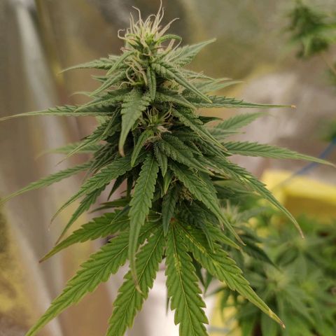 Royal Bluematic growlog timeline photo