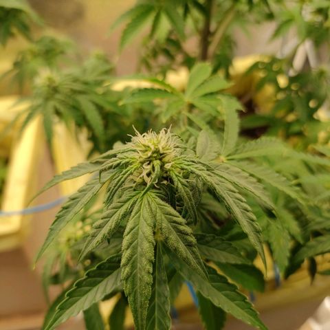 Royal Bluematic growlog timeline photo