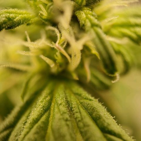 Royal Bluematic growlog timeline photo