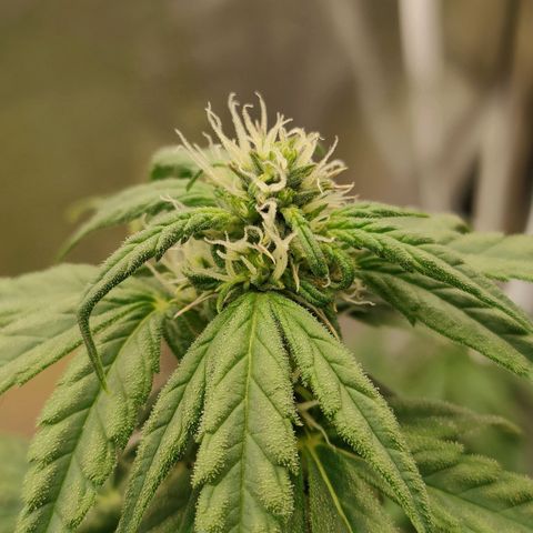 Royal Bluematic growlog timeline photo