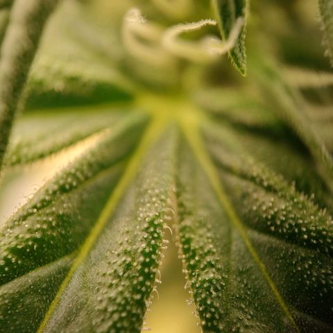 Royal Bluematic growlog timeline photo