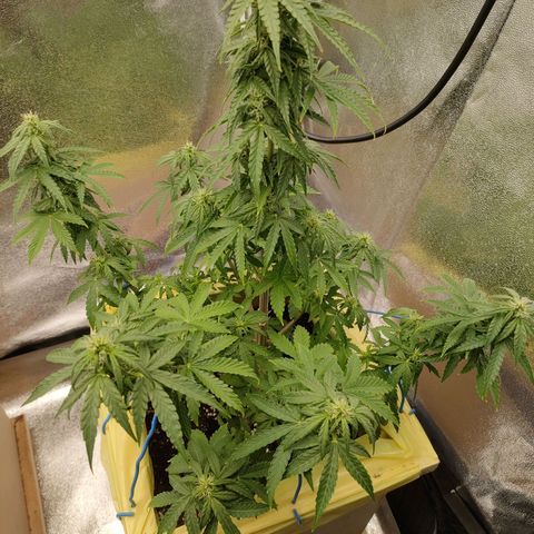 Royal Bluematic growlog timeline photo