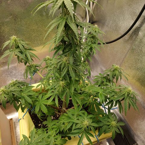 Royal Bluematic growlog timeline photo