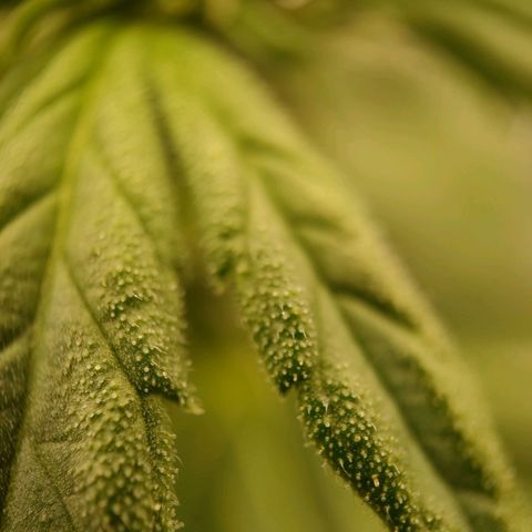 Royal Bluematic growlog timeline photo