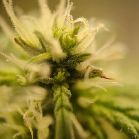Royal Bluematic growlog timeline photo