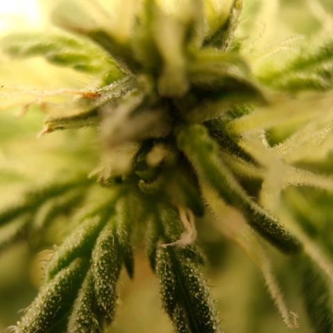 Royal Bluematic growlog timeline photo