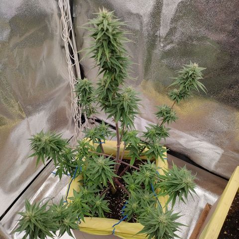 Royal Bluematic growlog timeline photo